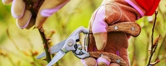 Ağaçlarınızın ve Çiçeklerinizin Budanması