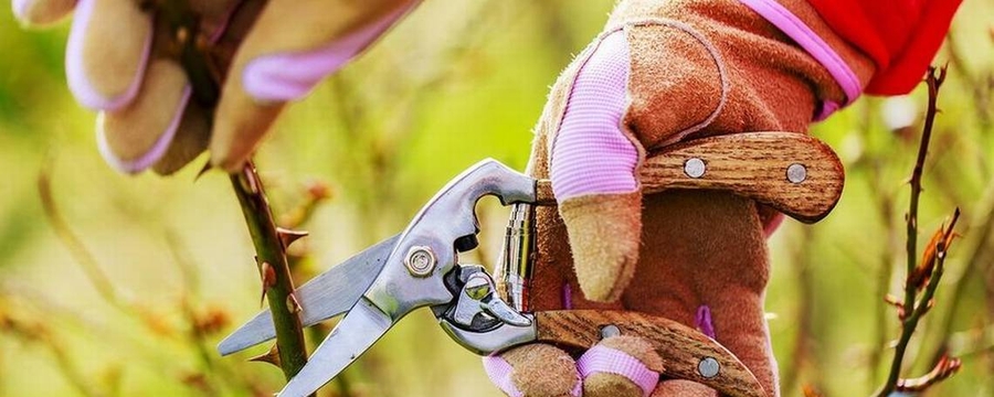 Ağaçlarınızın ve Çiçeklerinizin Budanması